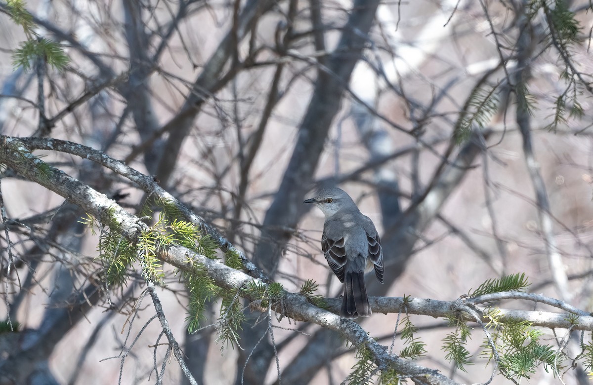 Northern Mockingbird - Annie Lavoie