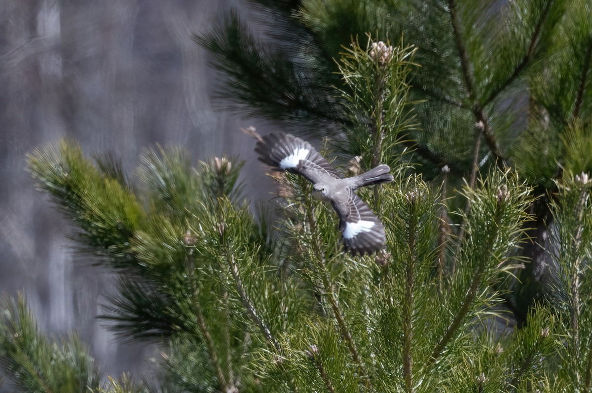 Northern Mockingbird - Annie Lavoie