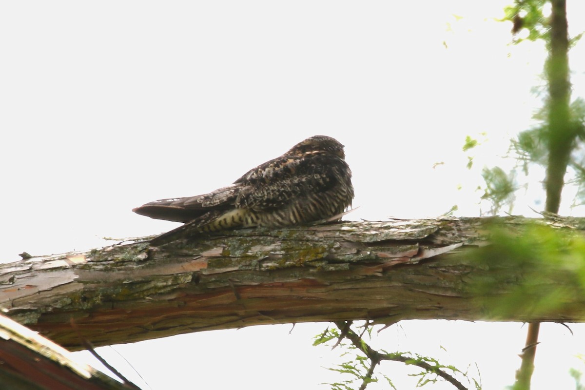 Common Nighthawk - Clyde Blum