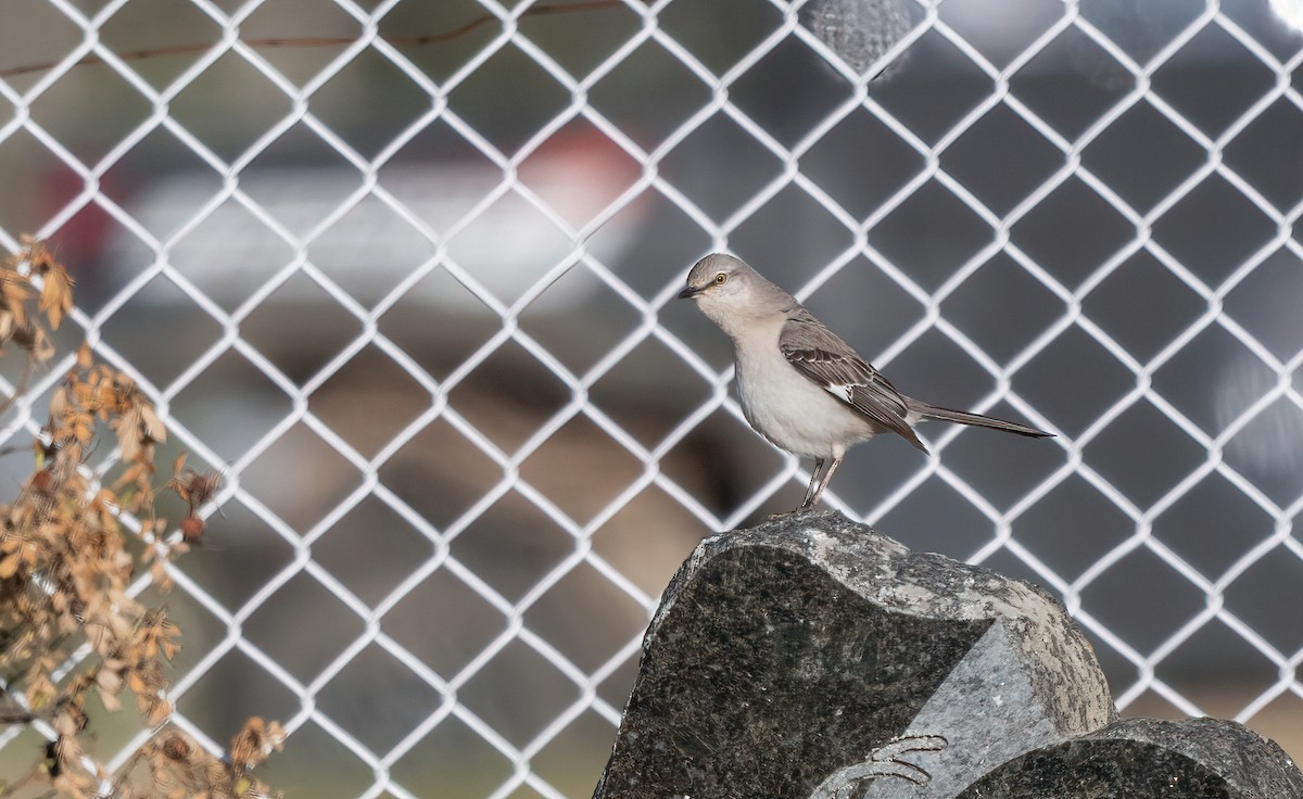 Northern Mockingbird - ML618952894