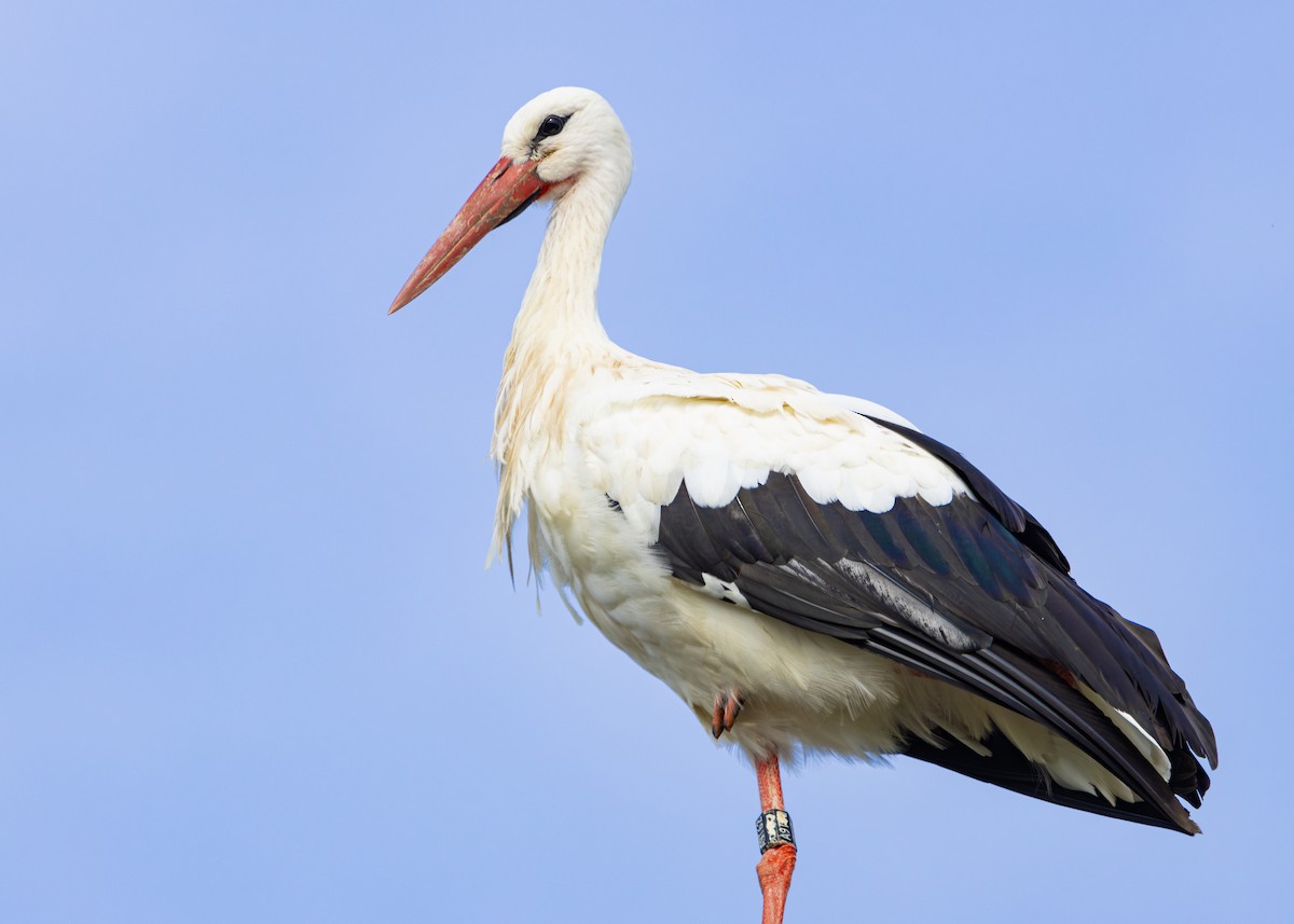 White Stork - Nathaniel Dargue