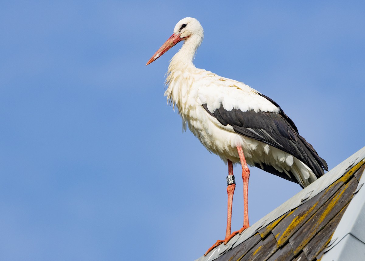 White Stork - Nathaniel Dargue