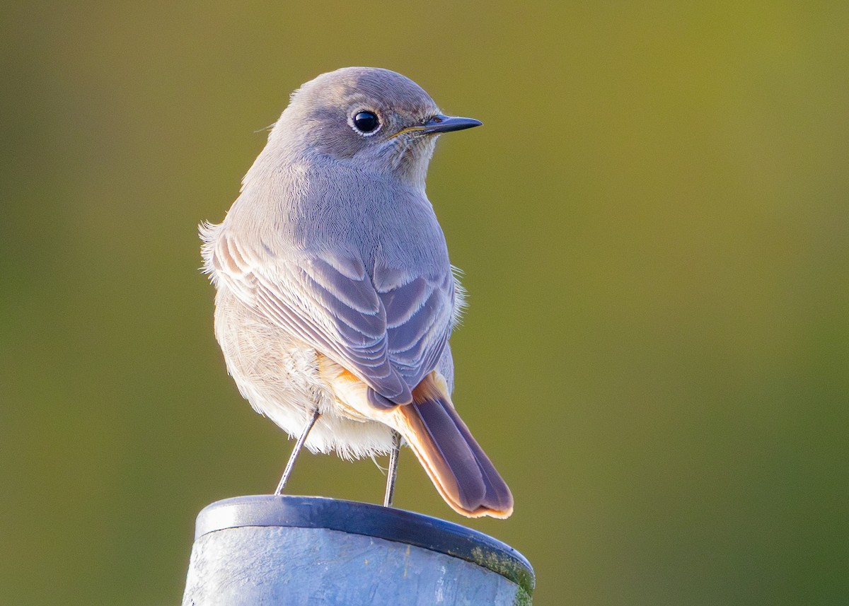 Black Redstart (Western) - Nathaniel Dargue