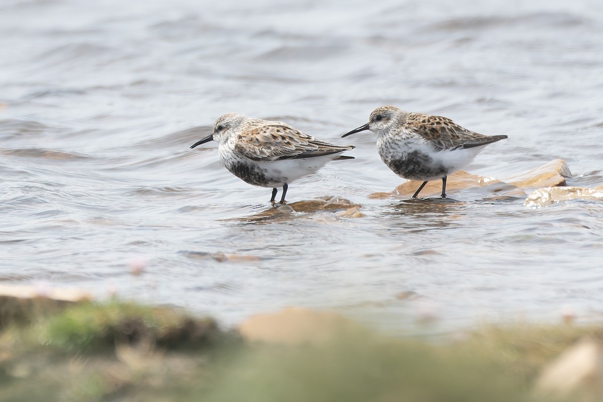 Dunlin (arctica) - Daniel López-Velasco | Ornis Birding Expeditions