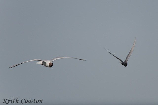 Black Tern (Eurasian) - ML618952943