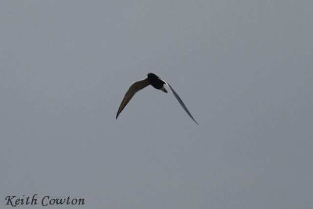 Black Tern (Eurasian) - ML618952944