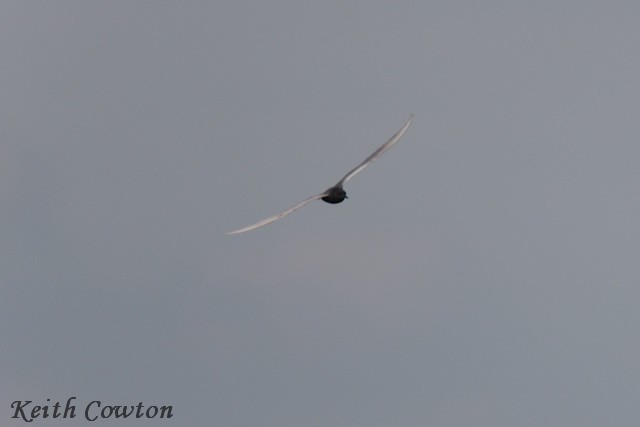 Black Tern (Eurasian) - ML618952945