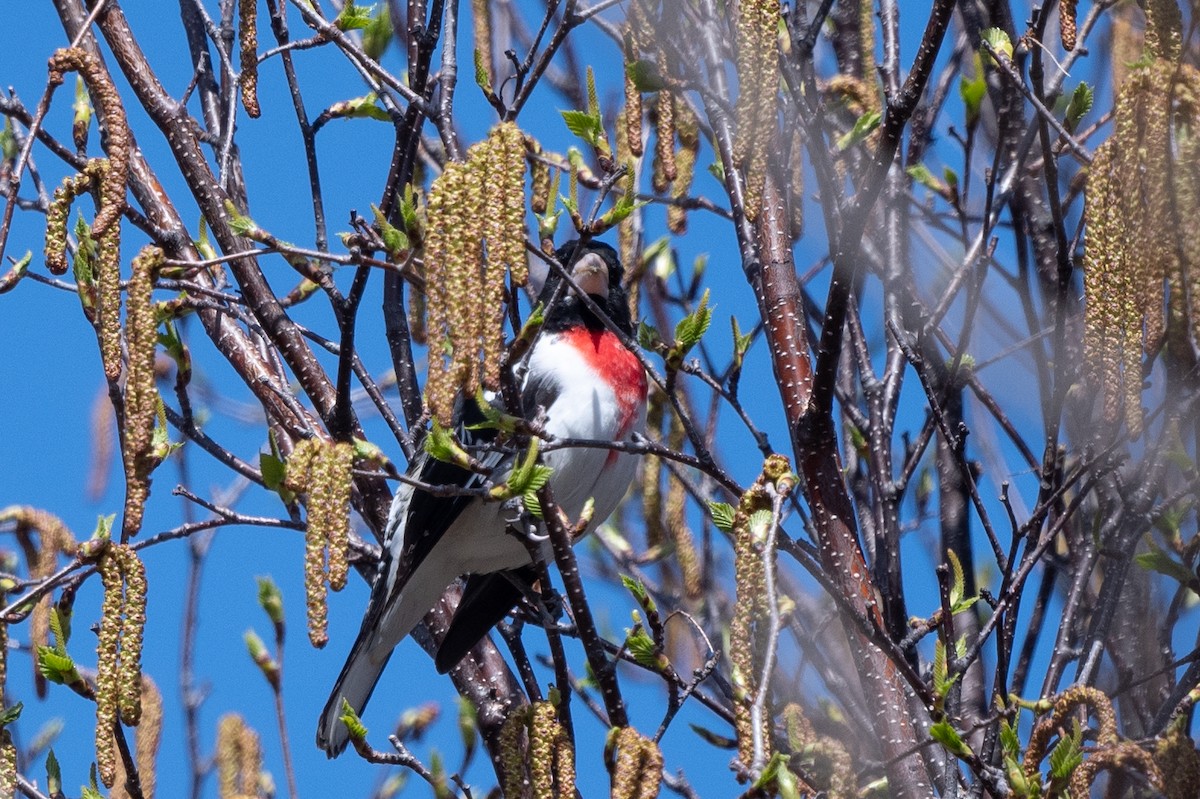 Rose-breasted Grosbeak - Annie Lavoie