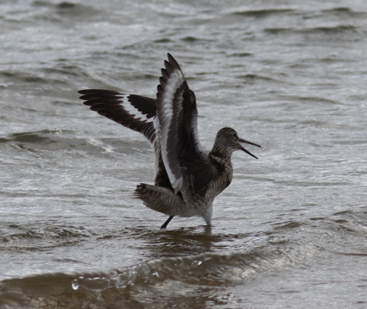 Willet - Sea Williams