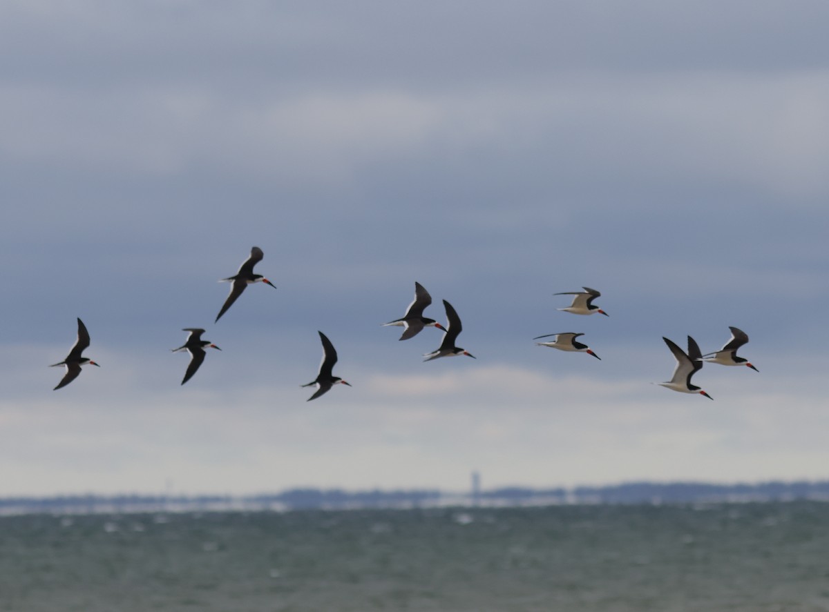 Black Skimmer - ML618952963