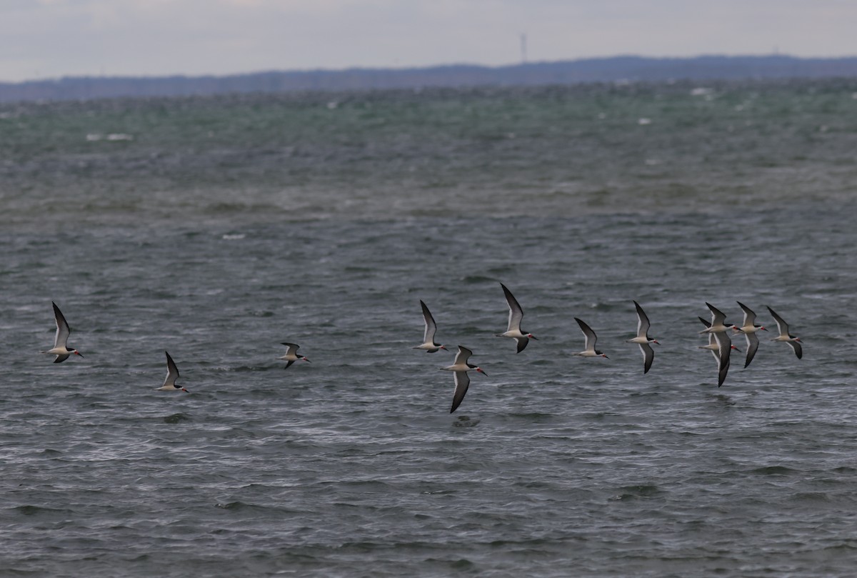 Black Skimmer - ML618952964