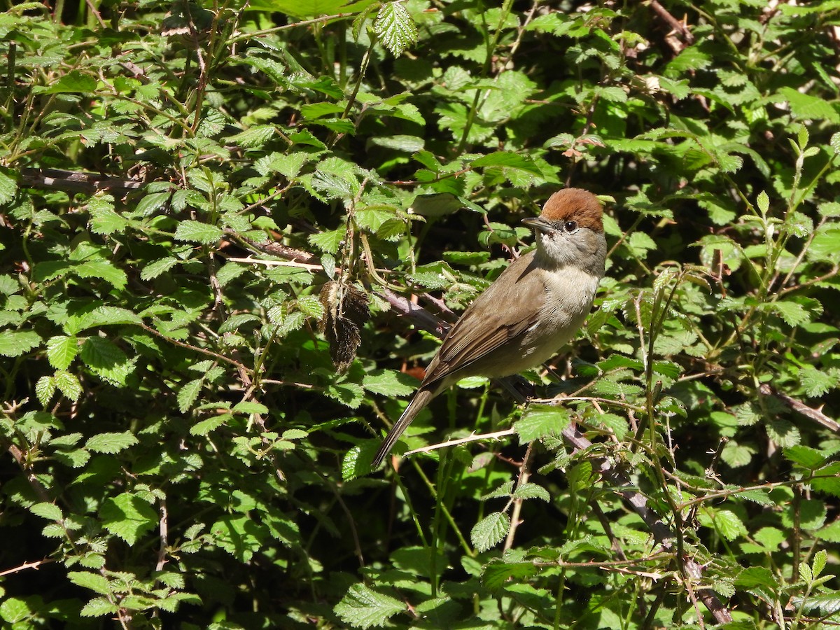 Eurasian Blackcap - Haydee Huwel