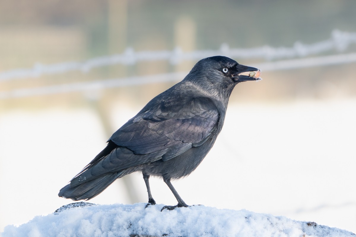 Eurasian Jackdaw - Guido Van den Troost