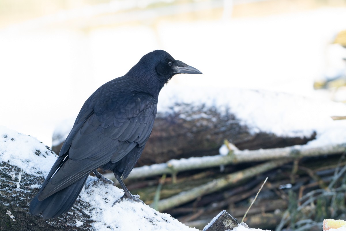 Carrion Crow - Guido Van den Troost