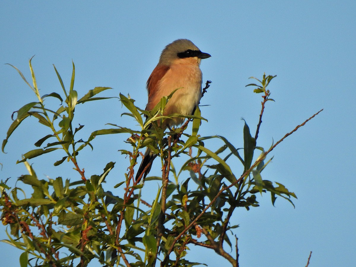 Red-backed Shrike - ML618952997