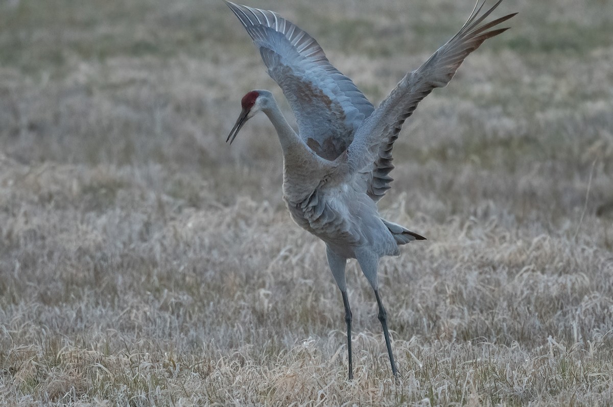 Sandhill Crane - Annie Lavoie