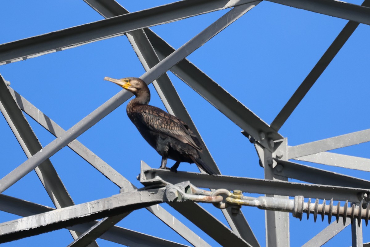 Great Cormorant - ML618953007