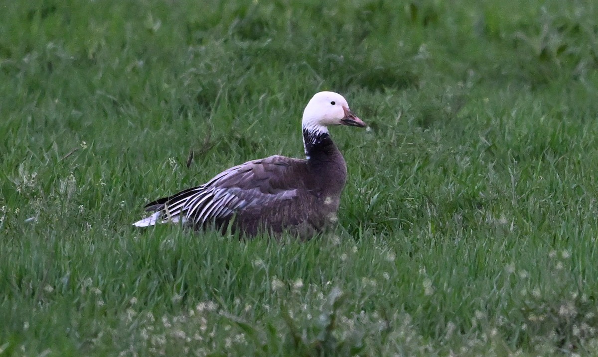 Snow Goose - James Markham