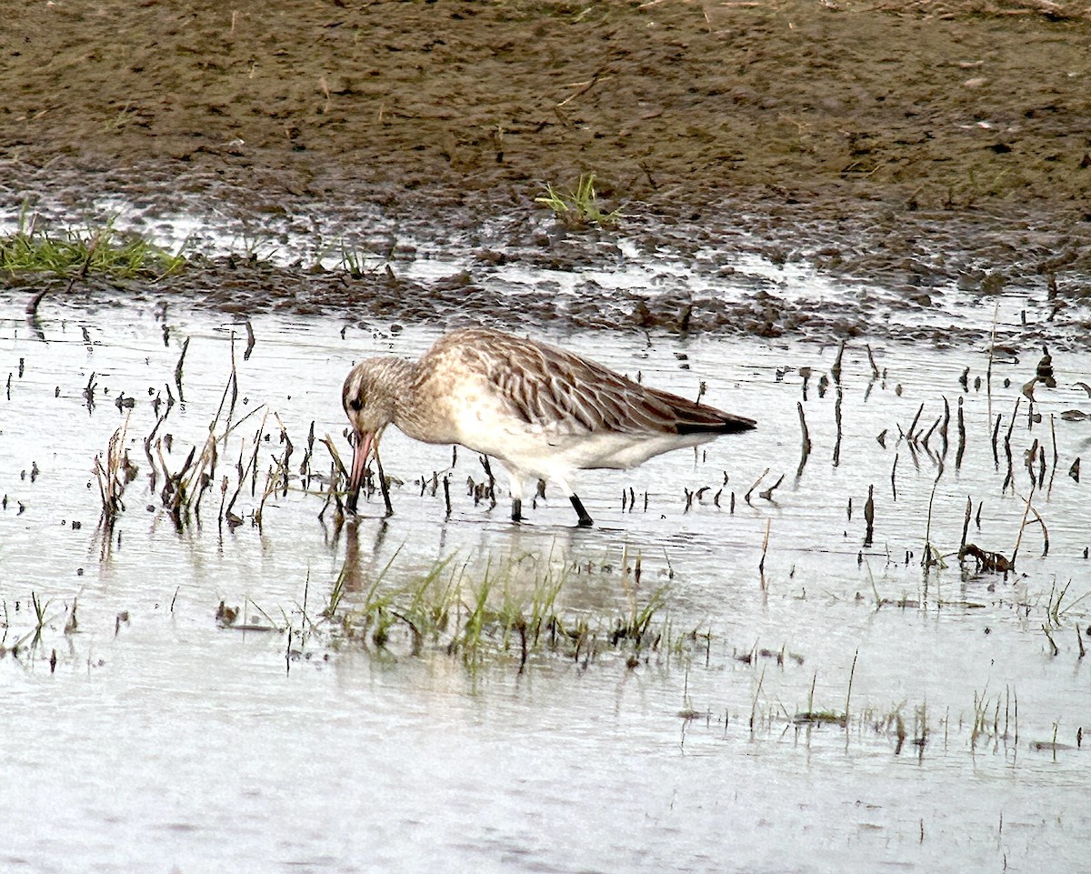 Bar-tailed Godwit - ML618953024