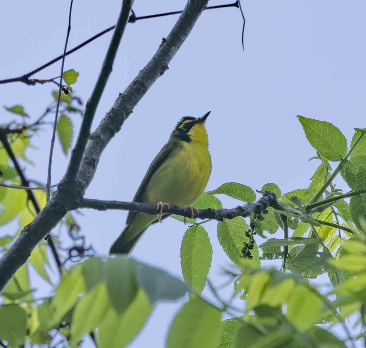 Kentucky Warbler - mark thomas