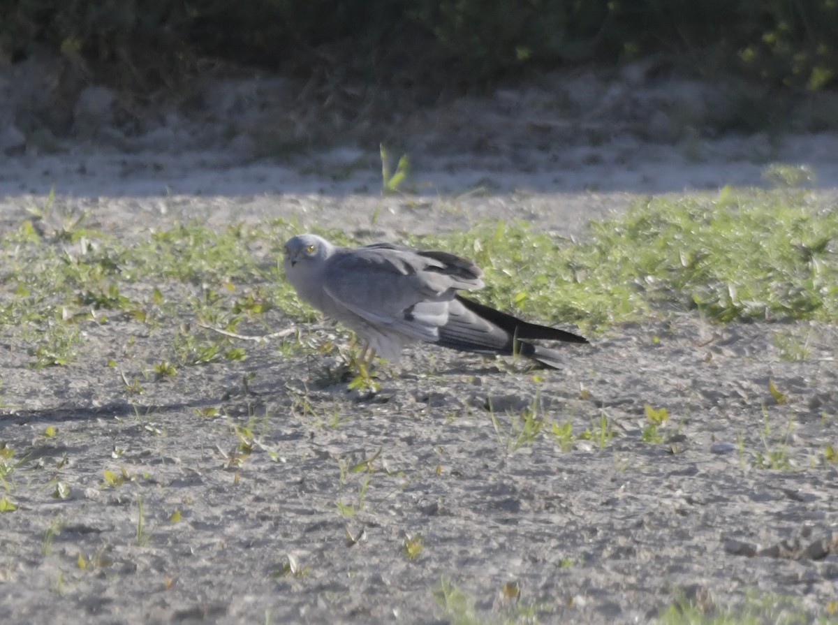 Montagu's Harrier - Miguel Vallespir Castello