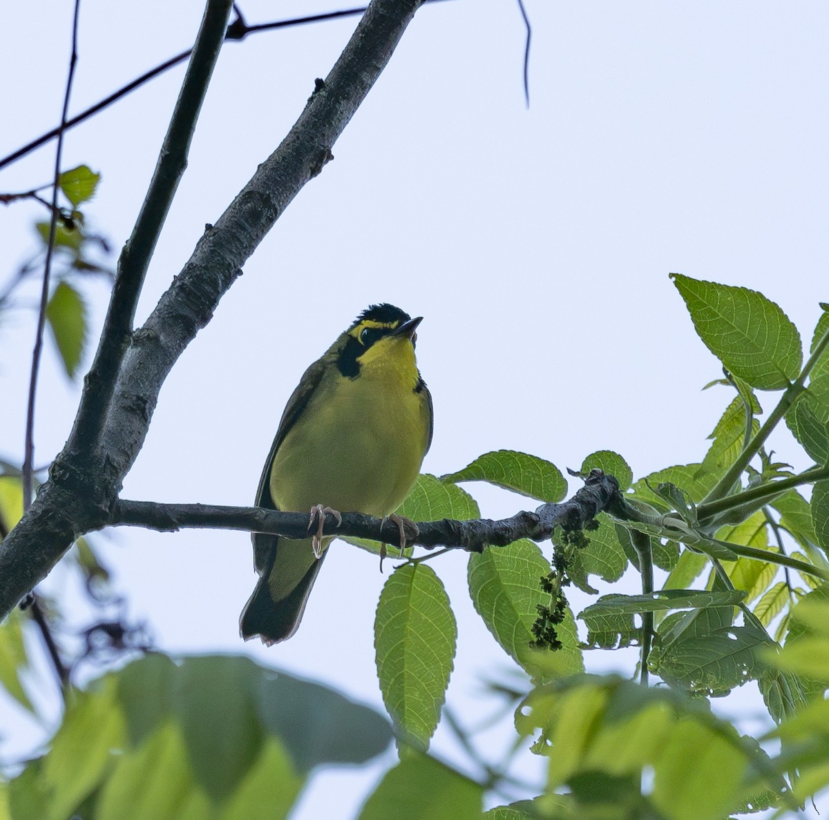 Kentucky Warbler - mark thomas