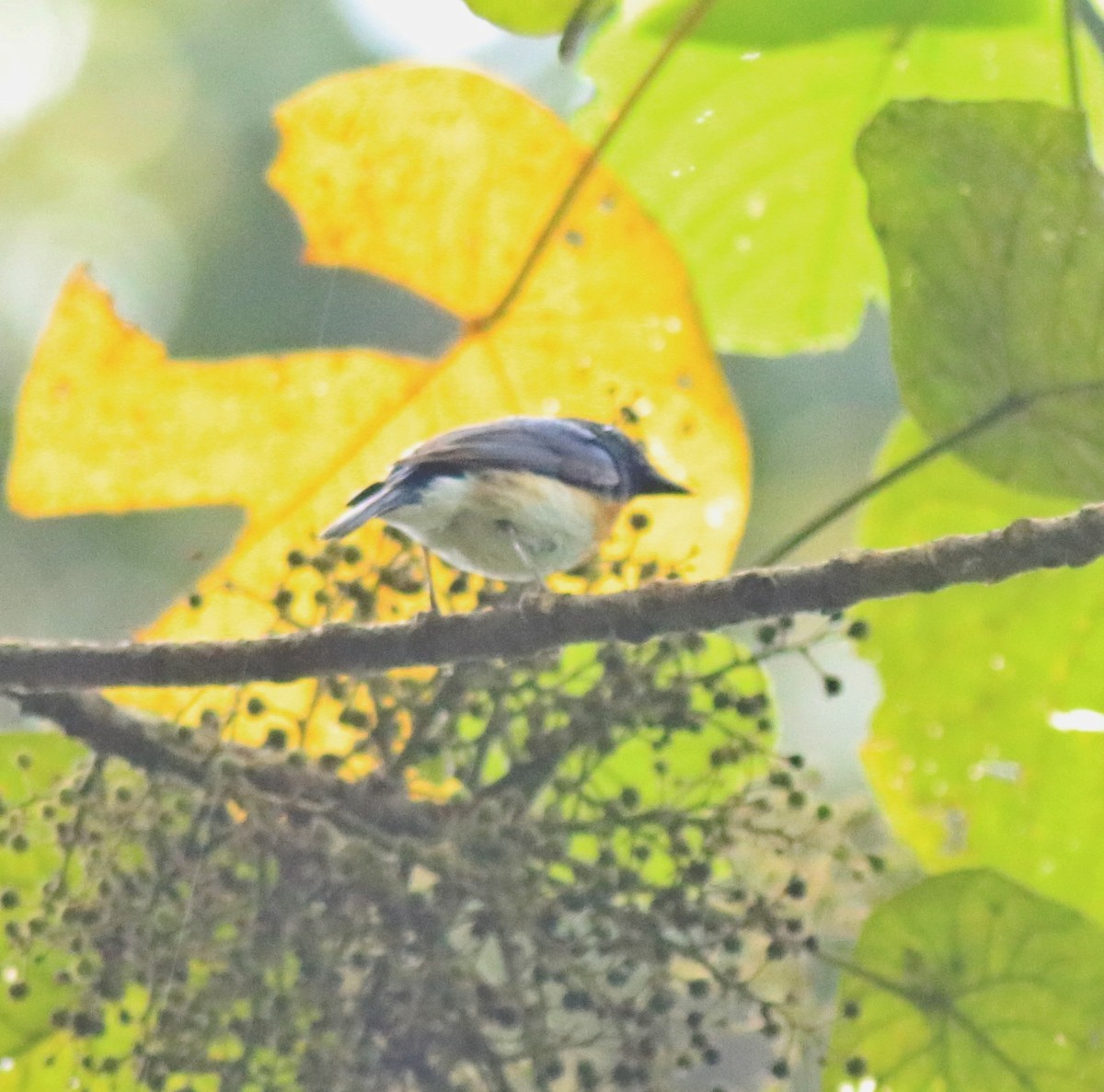 Blue-throated Flycatcher - Afsar Nayakkan