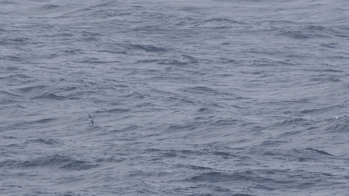 Cory's Shearwater (borealis) - ML618953075