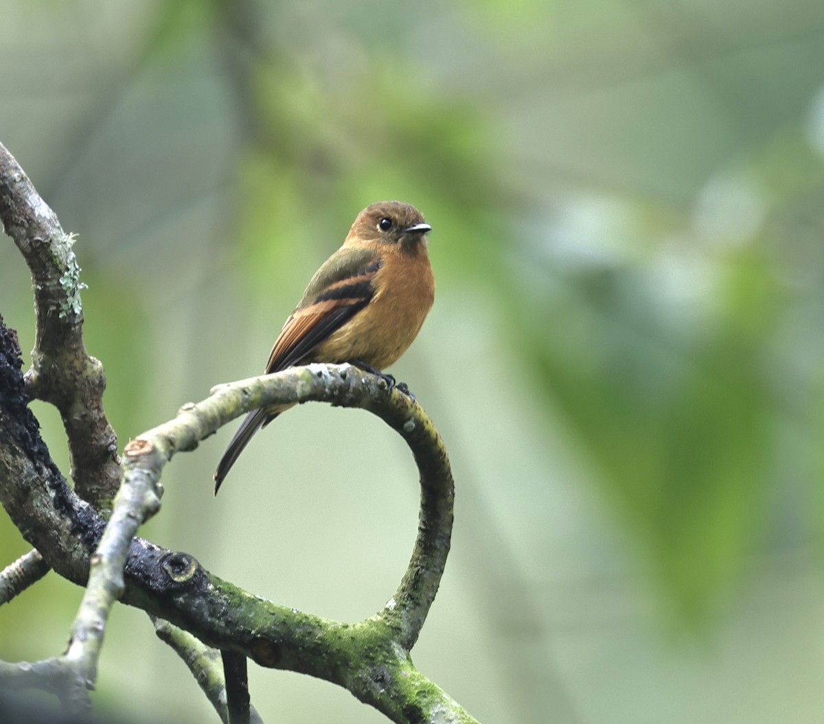 Cinnamon Flycatcher - Albert Linkowski