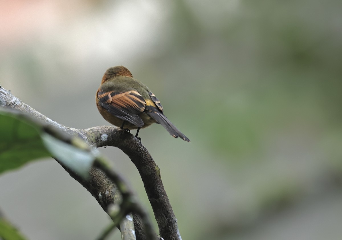 Cinnamon Flycatcher - Albert Linkowski