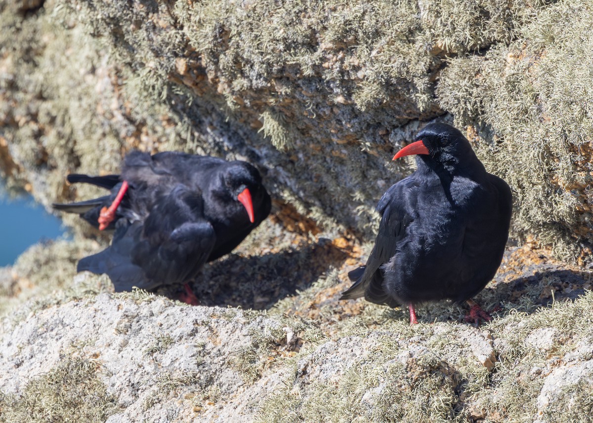 Chova Piquirroja (grupo pyrrhocorax) - ML618953082