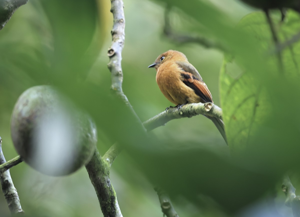 Cinnamon Flycatcher - Albert Linkowski