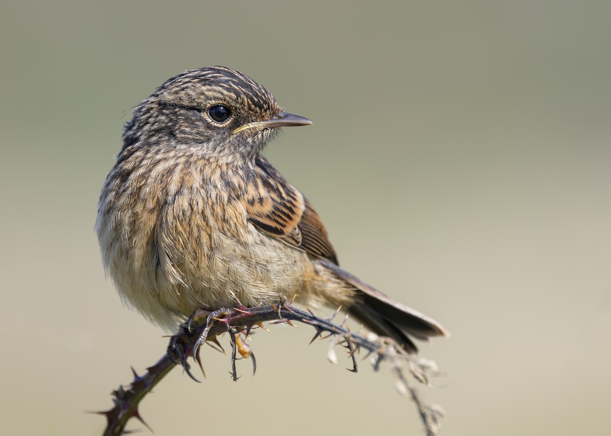 European Stonechat - ML618953088