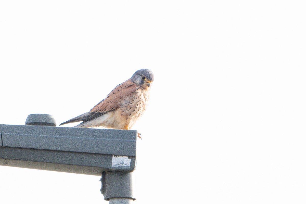 Eurasian Kestrel - Guido Van den Troost