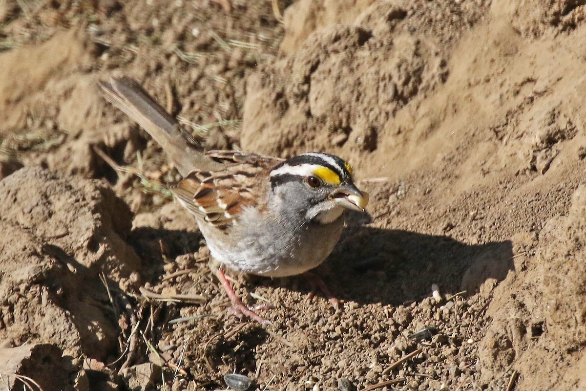 White-throated Sparrow - Marlene Cashen