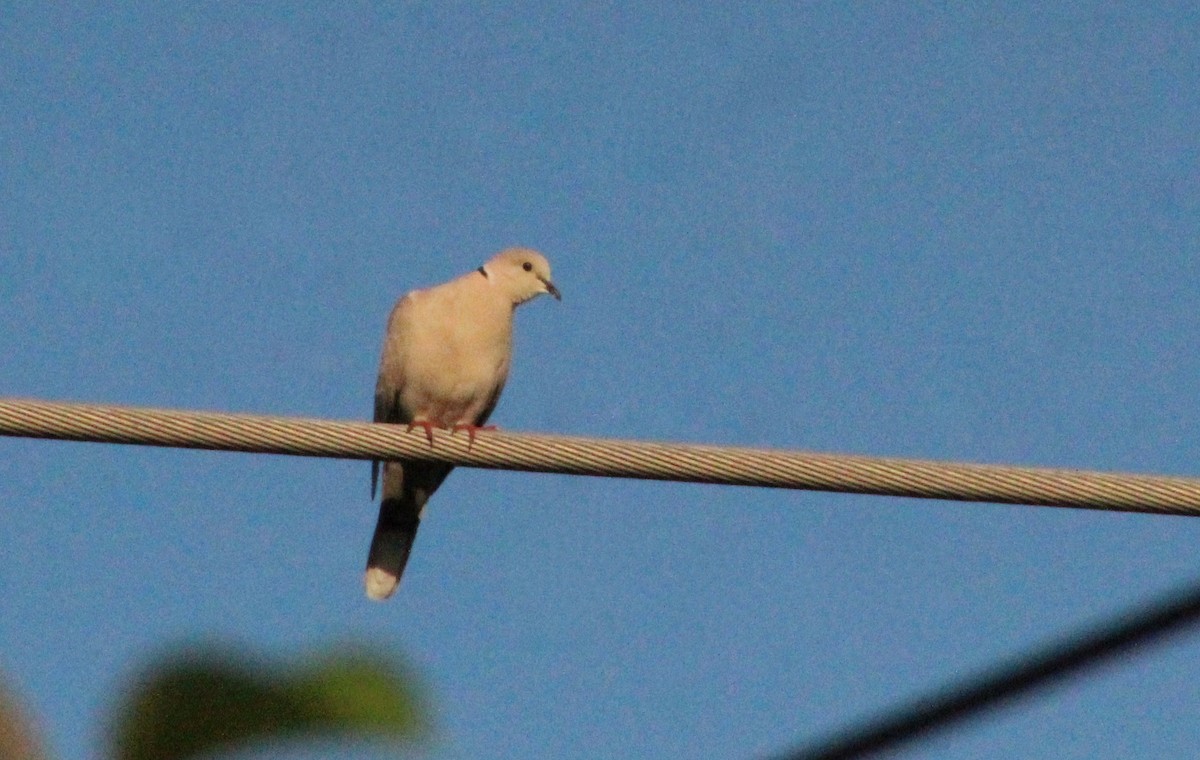 Eurasian Collared-Dove - Carole Swann