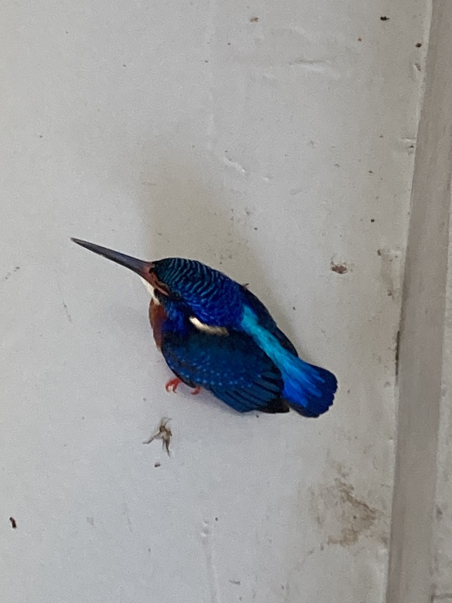 Blue-eared Kingfisher - Orarat Ginsawaeng
