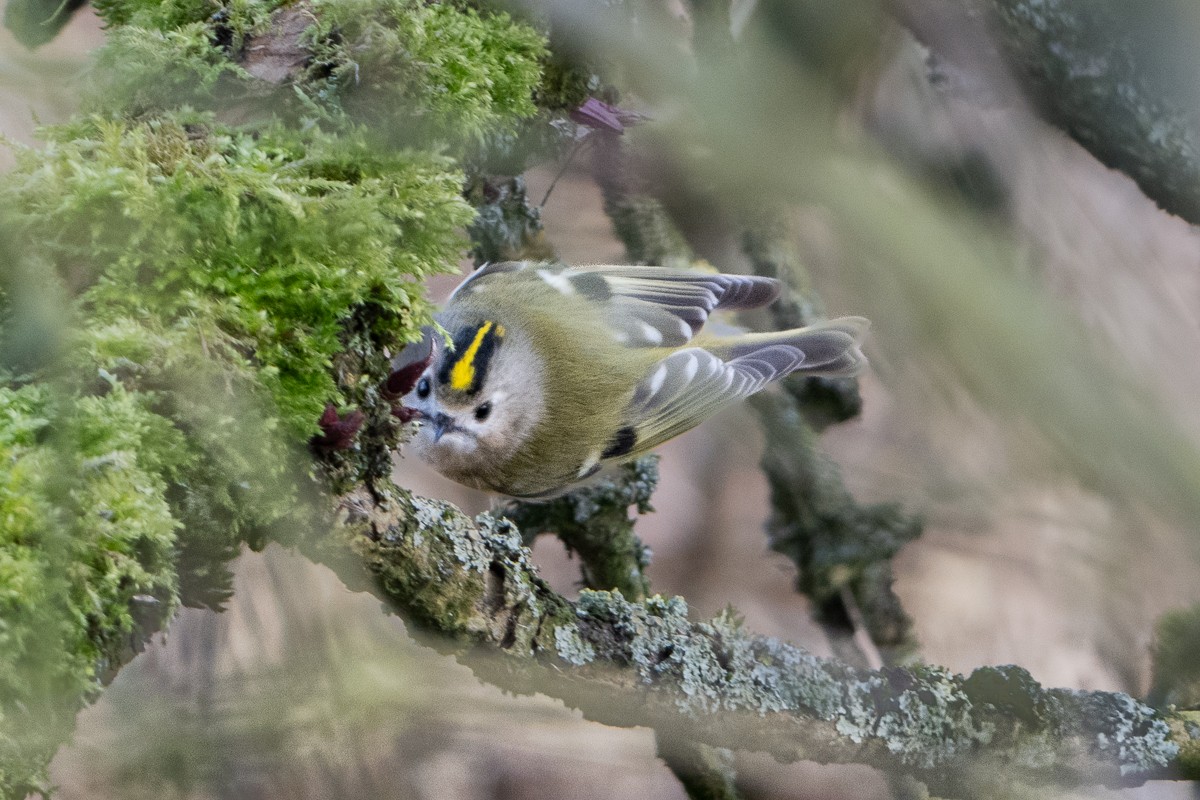 Goldcrest - Guido Van den Troost