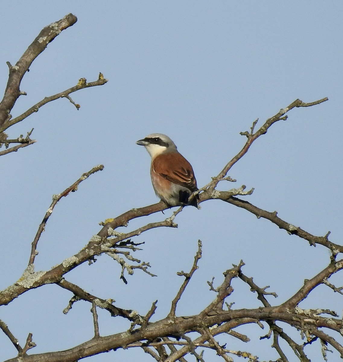 Red-backed Shrike - Jonathan  Dean