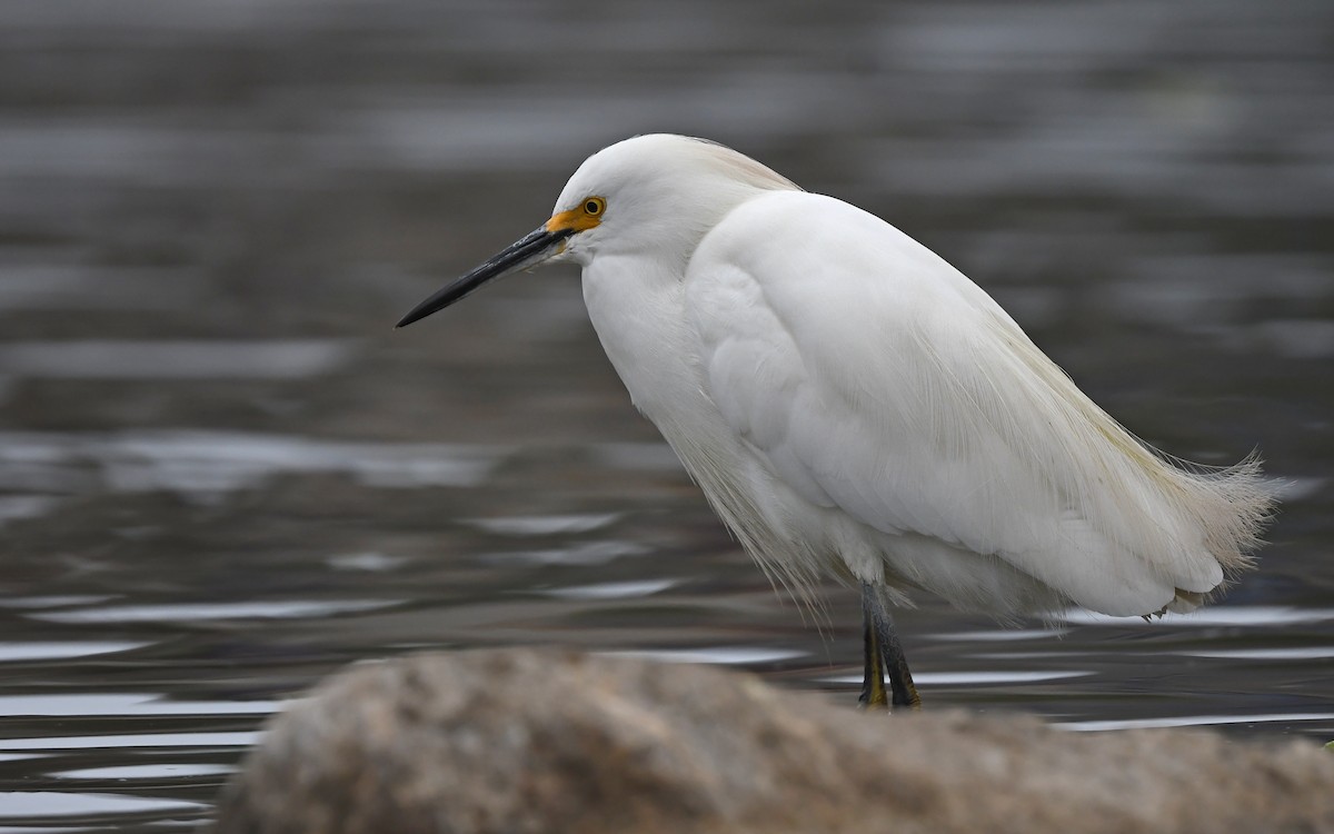 Snowy Egret - Christoph Moning