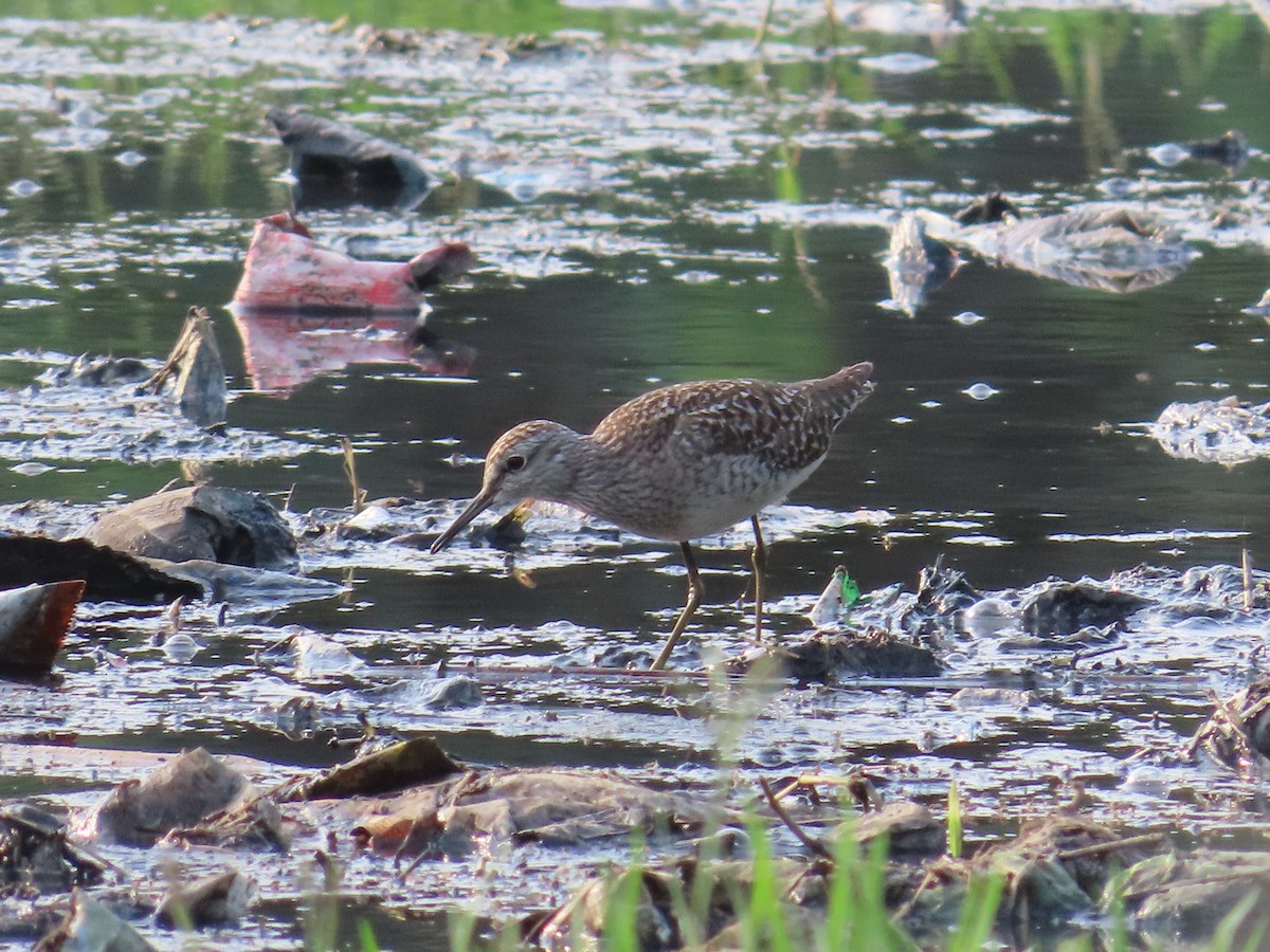 Wood Sandpiper - Shilpa Gadgil