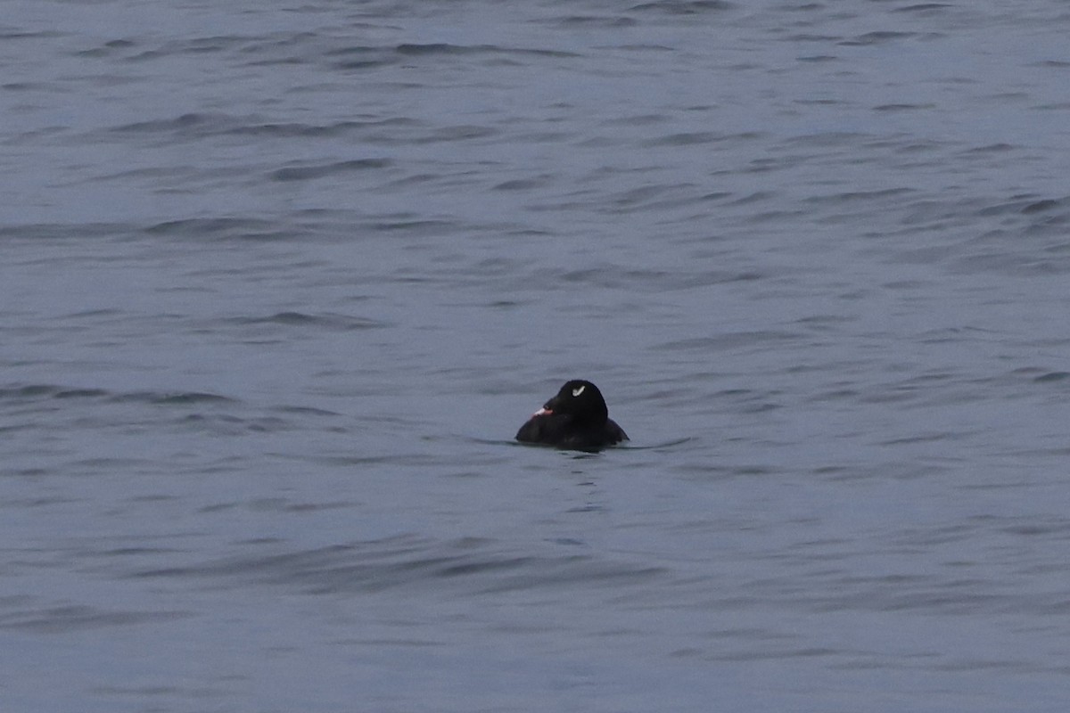 White-winged Scoter - ML618953189