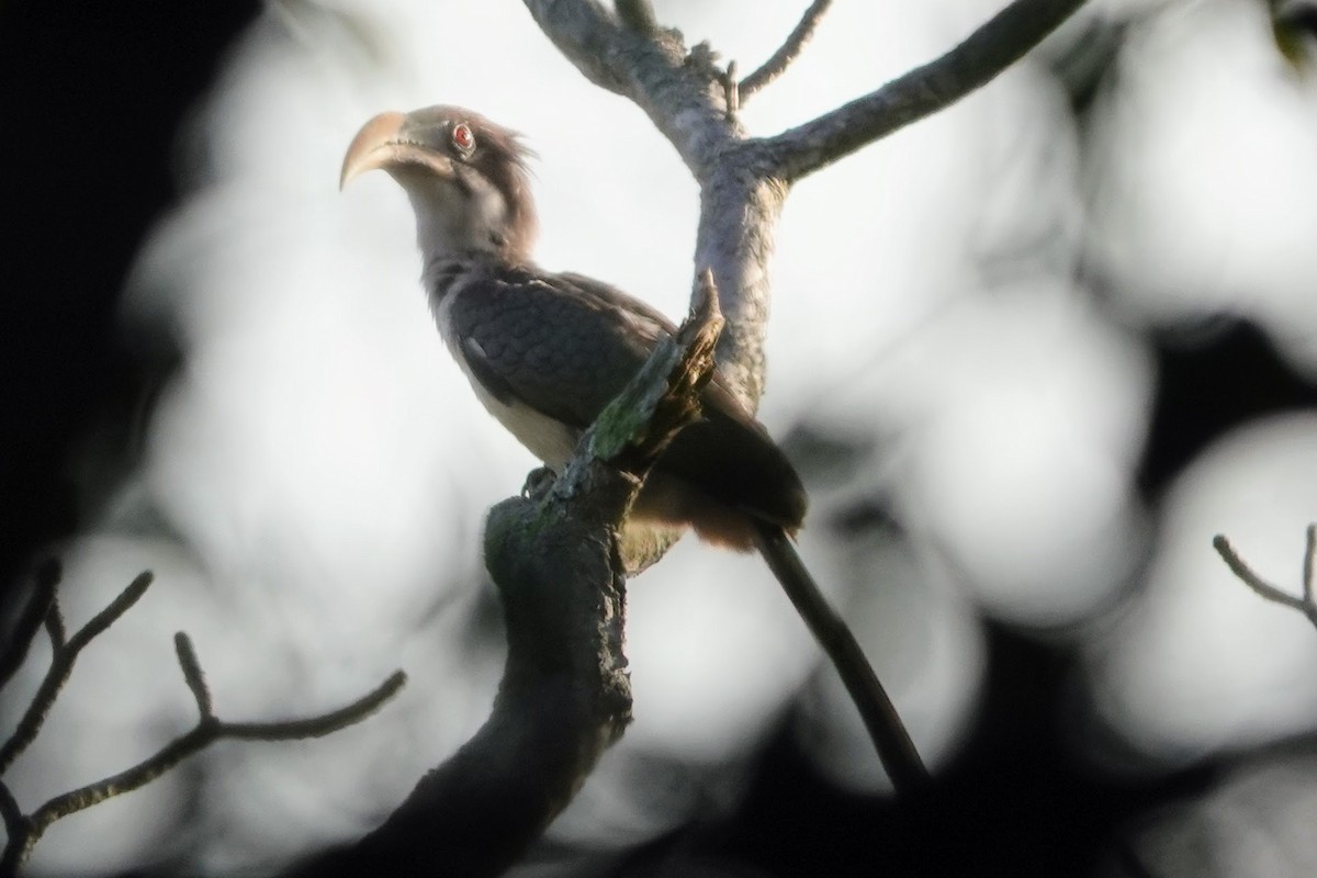 Sri Lanka Gray Hornbill - Brecht Caers