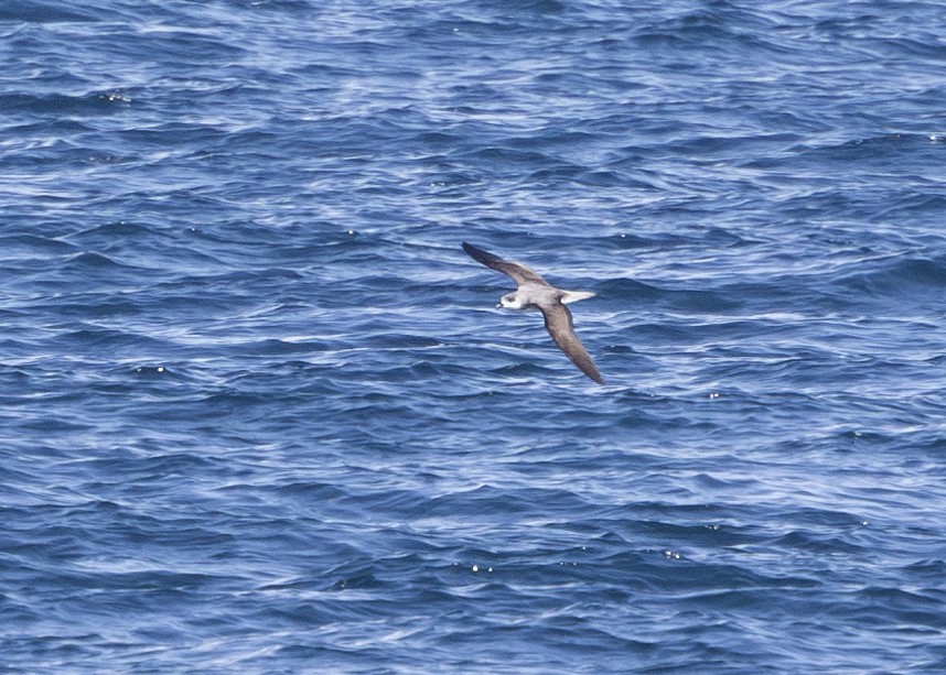 Zino's/Fea's Petrel - Nathaniel Dargue