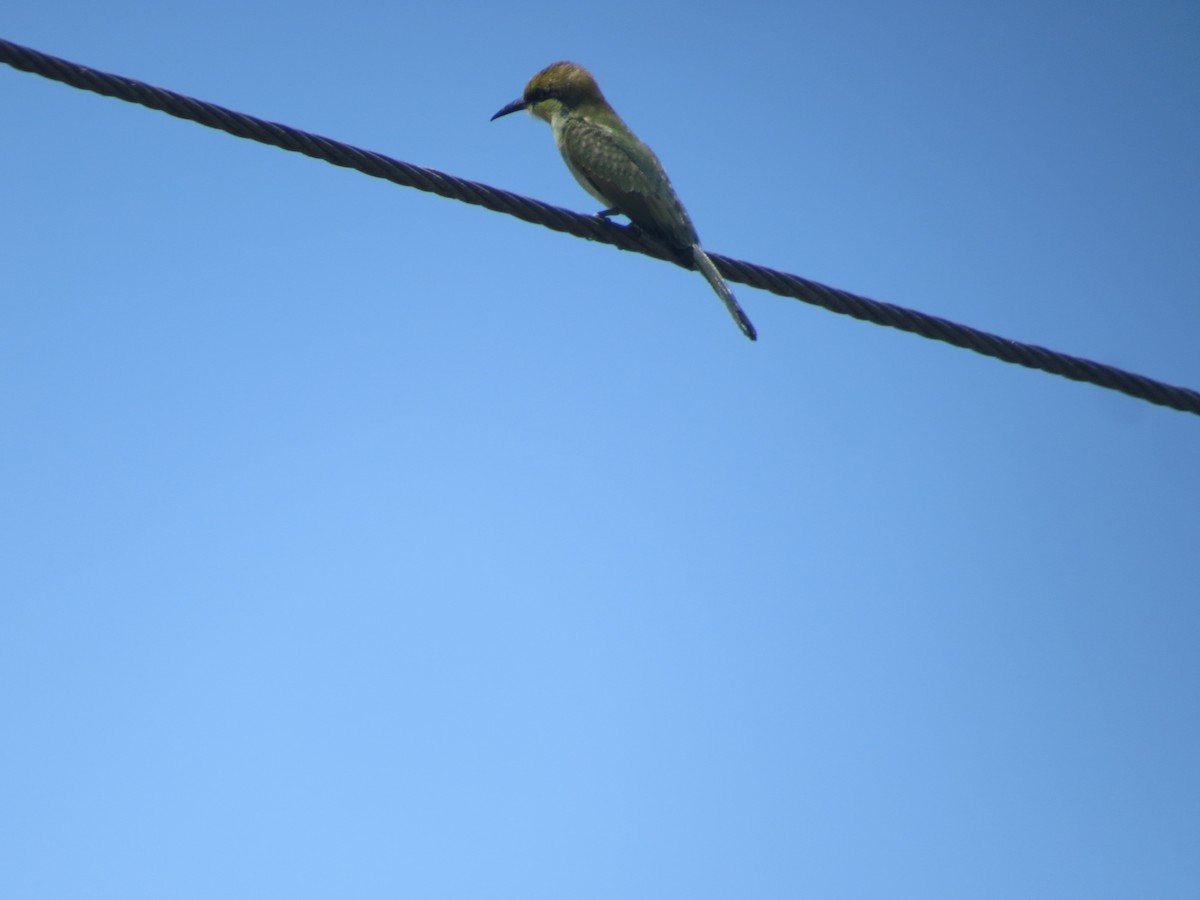 Asian Green Bee-eater - ML618953208