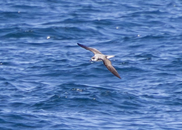 Zino's/Fea's Petrel - Nathaniel Dargue