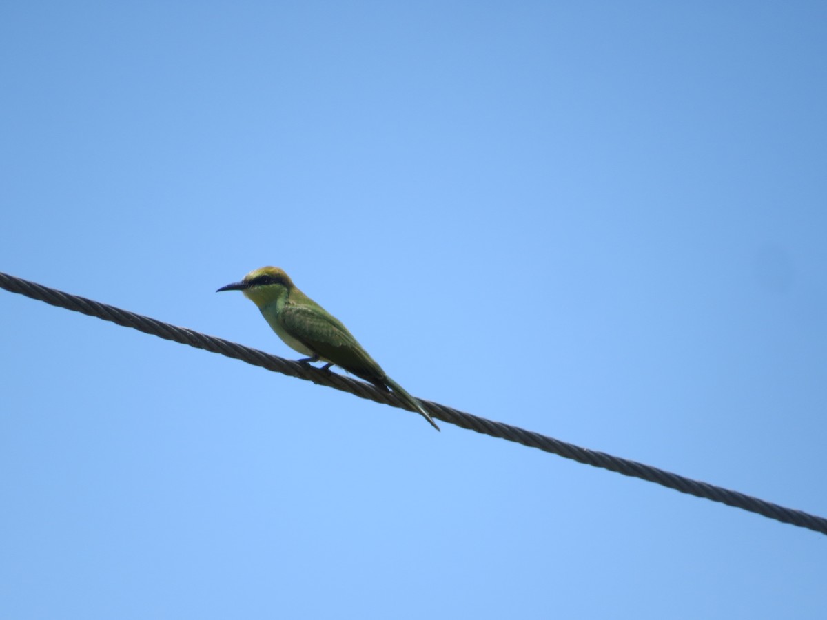 Asian Green Bee-eater - ML618953212