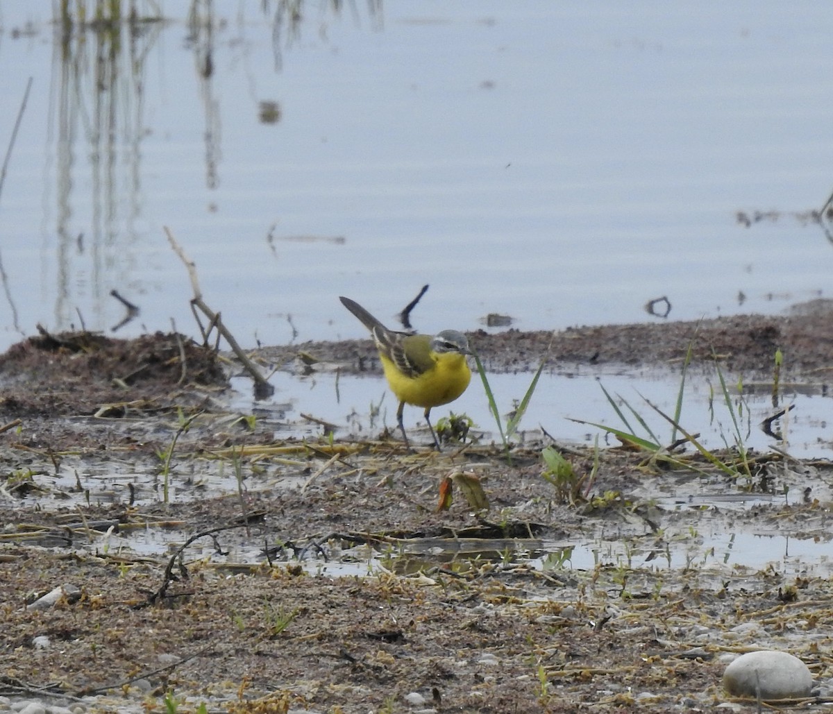 Western Yellow Wagtail - Jonathan  Dean