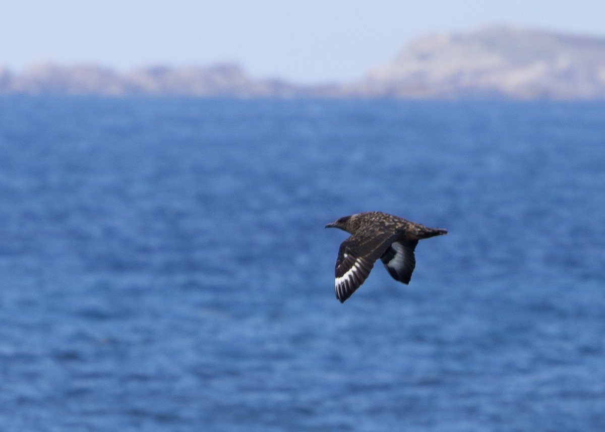 Great Skua - ML618953222