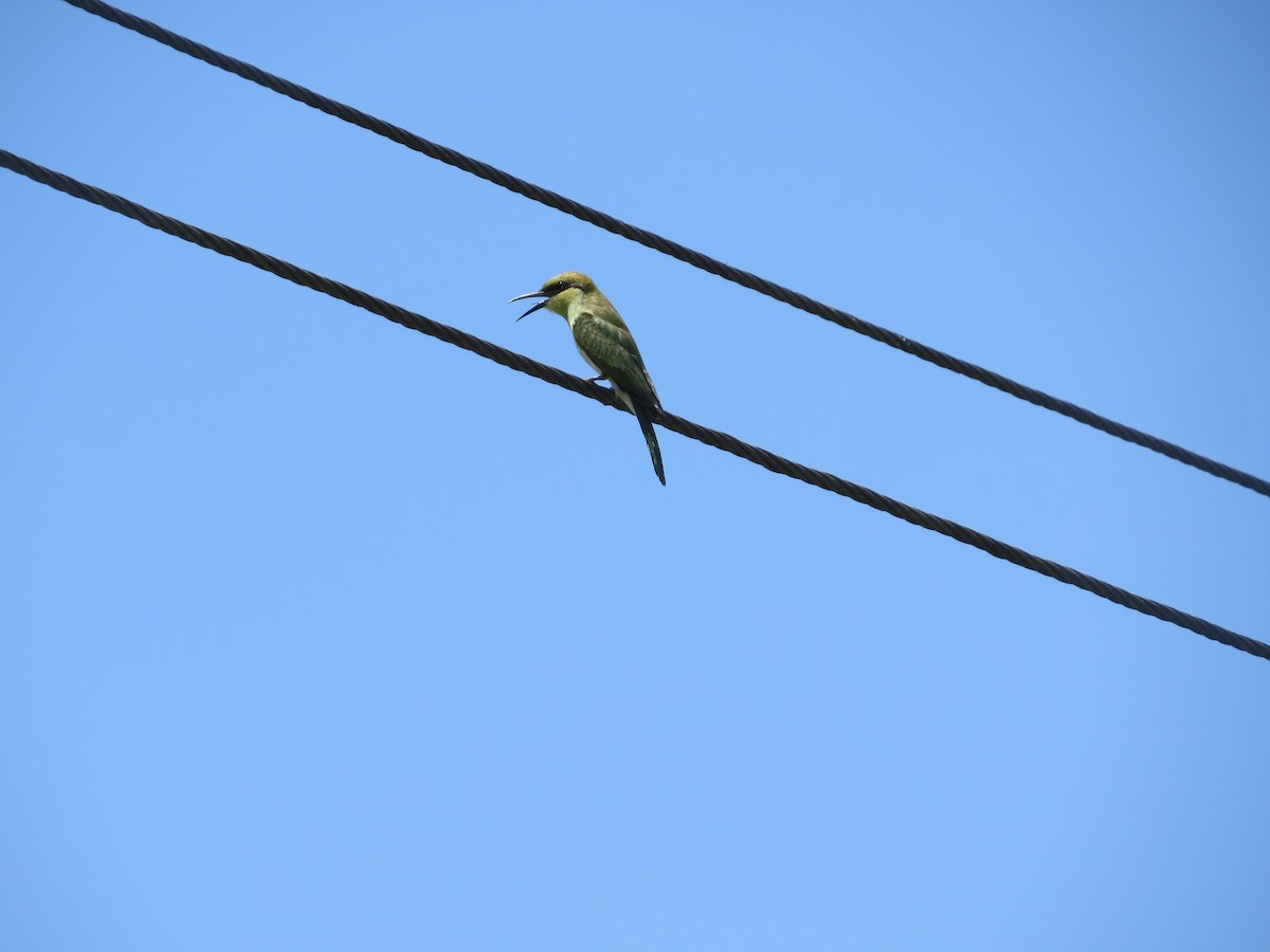 Asian Green Bee-eater - ML618953223